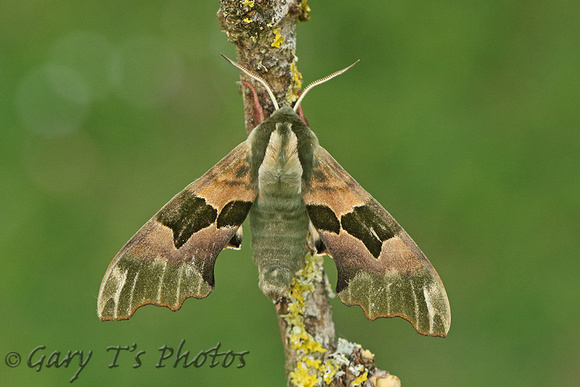 Lime Hawk-moth (Mimas tiliae)