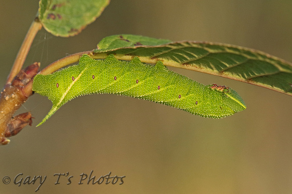 Eyed Hawk-moth (Smerinthus ocellatus - Caterpillar)