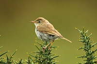 Booted Warbler