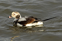 Long-tailed Duck (1st Winter Drake)