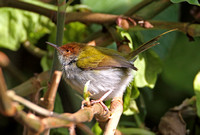 Common Tailorbird (Ssp. fernandonis-Male)
