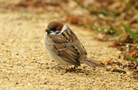 Tree Sparrow (Immature)
