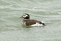Long-tailed Duck (1st Winter Duck)