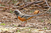 Spotted Towhee (Female)