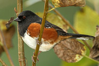 Spotted Towhee (Male)