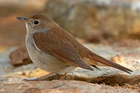 Nightingale (Adult)