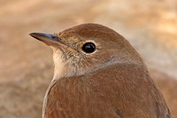 Nightingale (Adult)