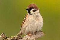 Tree Sparrow (Adult)