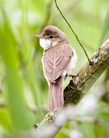 Reed Warbler