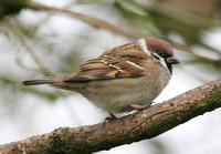Tree Sparrow (Adult)
