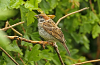 Tree Sparrow (Juvenile)