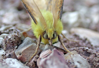 Canary-shouldered Thorn (Ennomos alniaria - Male)
