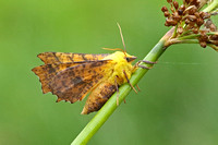Canary-shouldered Thorn