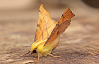Canary-shouldered Thorn (Ennomos alniaria - Male)
