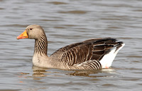 Greylag Goose (Adult)