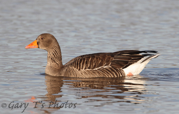 Greylag Goose (Adult)