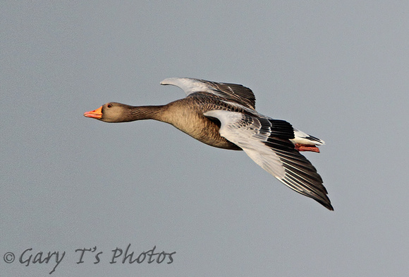 Greylag Goose (Adult)