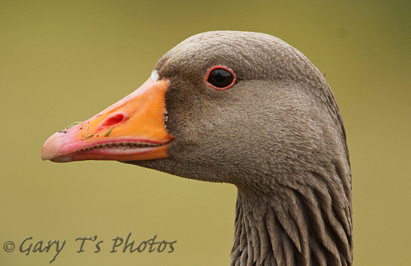 Greylag Goose (Adult)