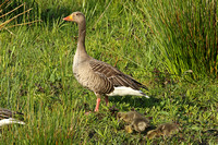 Greylag Goose (Adult & Immatures)