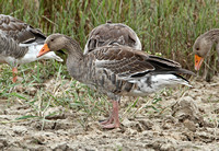 Greylag Goose (Juvenile)