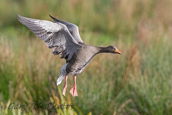 Greylag Goose (Adult)