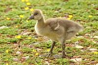 Greylag Goose (Immature)