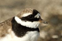 Ringed Plover (Adult Summer)