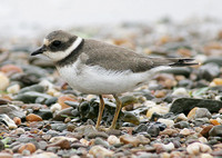 Ringed Plover (Adult Winter)