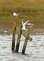 Mixed Terns