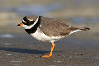 Ringed Plover (Adult Summer)