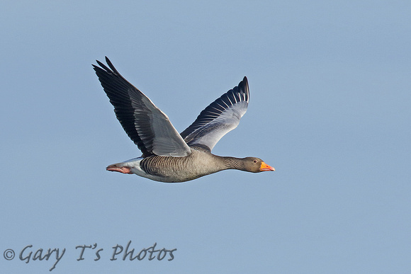 Greylag Goose (Adult)