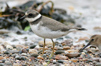 Ringed Plover (Adult Winter)
