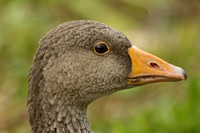 Greylag Goose (Juvenile)
