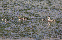 Grey Teal (Family)
