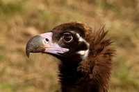 European Black Vulture (Juvenile)