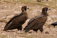 European Black Vulture (Juveniles)