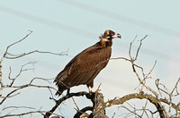 European Black Vulture (Adult)