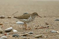 Spotted Sandpiper (Adult Summer)
