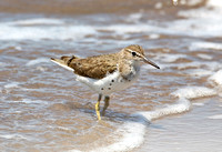 Spotted Sandpiper (Adult Summer)