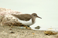 Spotted Sandpiper (1st Winter)
