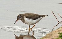 Spotted Sandpiper (Adult Winter)