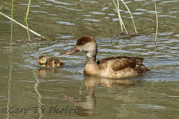 Red-crested Pochard (Duck & Immature)
