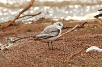 Sanderling (Adult Winter)