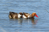 Red-crested Pochard