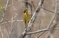 Golden-green Woodpecker (Female)