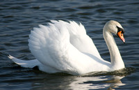 Wildfowl - Swans