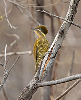Golden-green Woodpecker (Female)