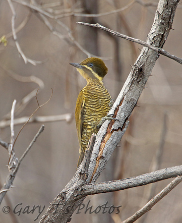 Golden-green Woodpecker (Female)