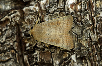 The Rustic (Hoplodrina blanda)