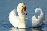 Mute Swan